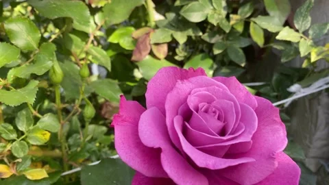 Pink rose Stock Footage 137246104