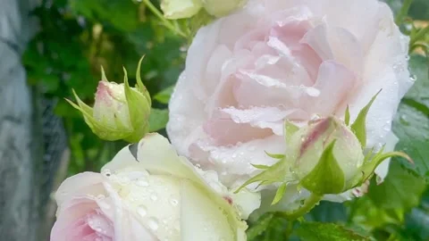 Pink rose Stock Footage 137250373