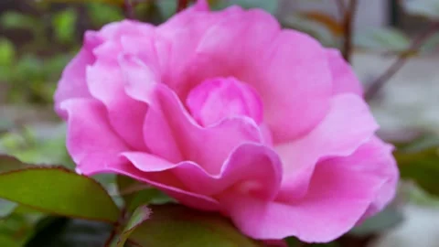 Pink Rose Stock Footage 191488750