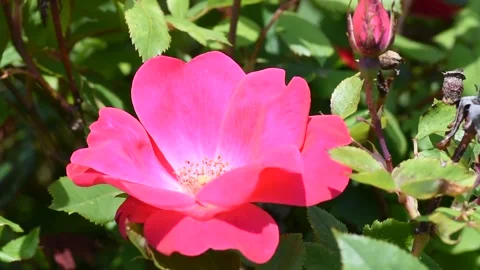 A pink Rose Stock Footage 195100374