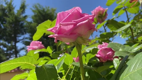 Pink rose Stock Footage 196124442