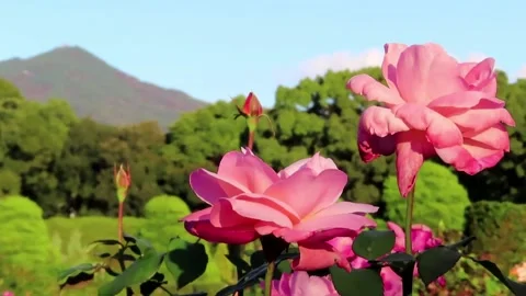 Pink Rose Video stock 220564277