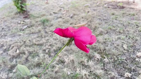 A pink rose Stock Footage 220612910