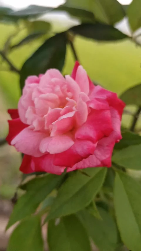 The Pink rose Video stock 255033539