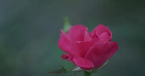 Pink Rose Stock Footage 263986715