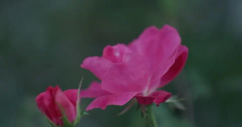 Pink Rose Stock Footage 263990315