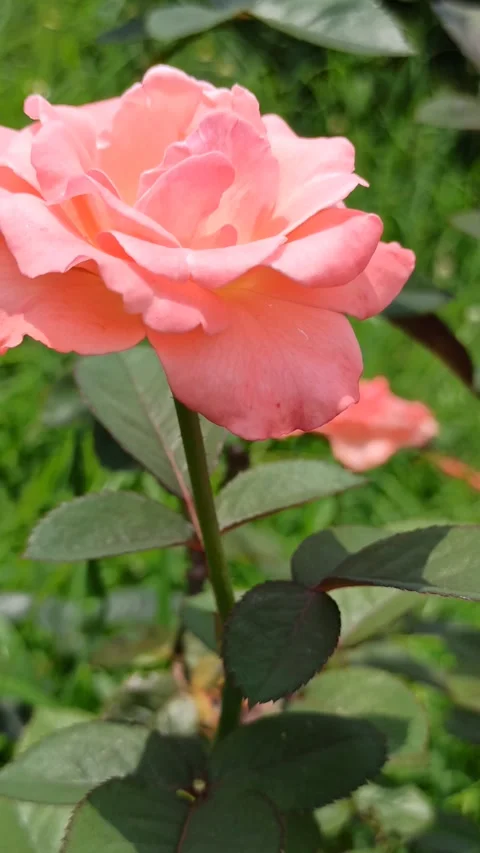 The Pink rose Video stock 268776566