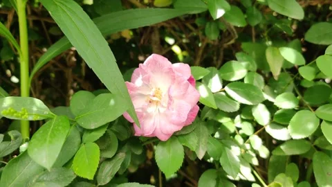 Pink rose Stock Footage 271524972