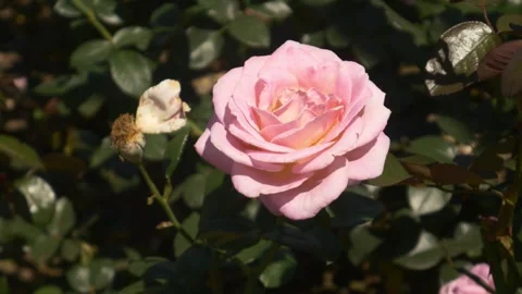 Pink rose Stock Footage 291566160