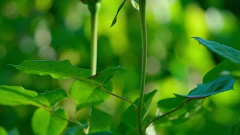 Pink rose Video stock 313621953