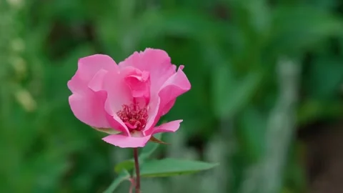 Pink rose Stock Footage 314856478