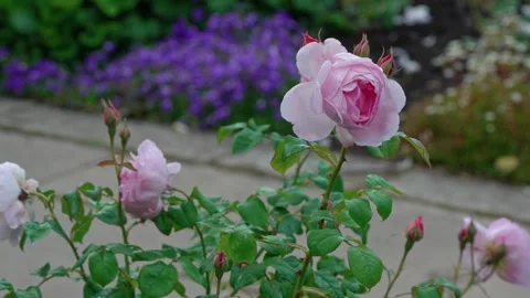 Pink rose Stock Footage 316262274