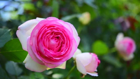 Pink Rose Stock Footage 330621111