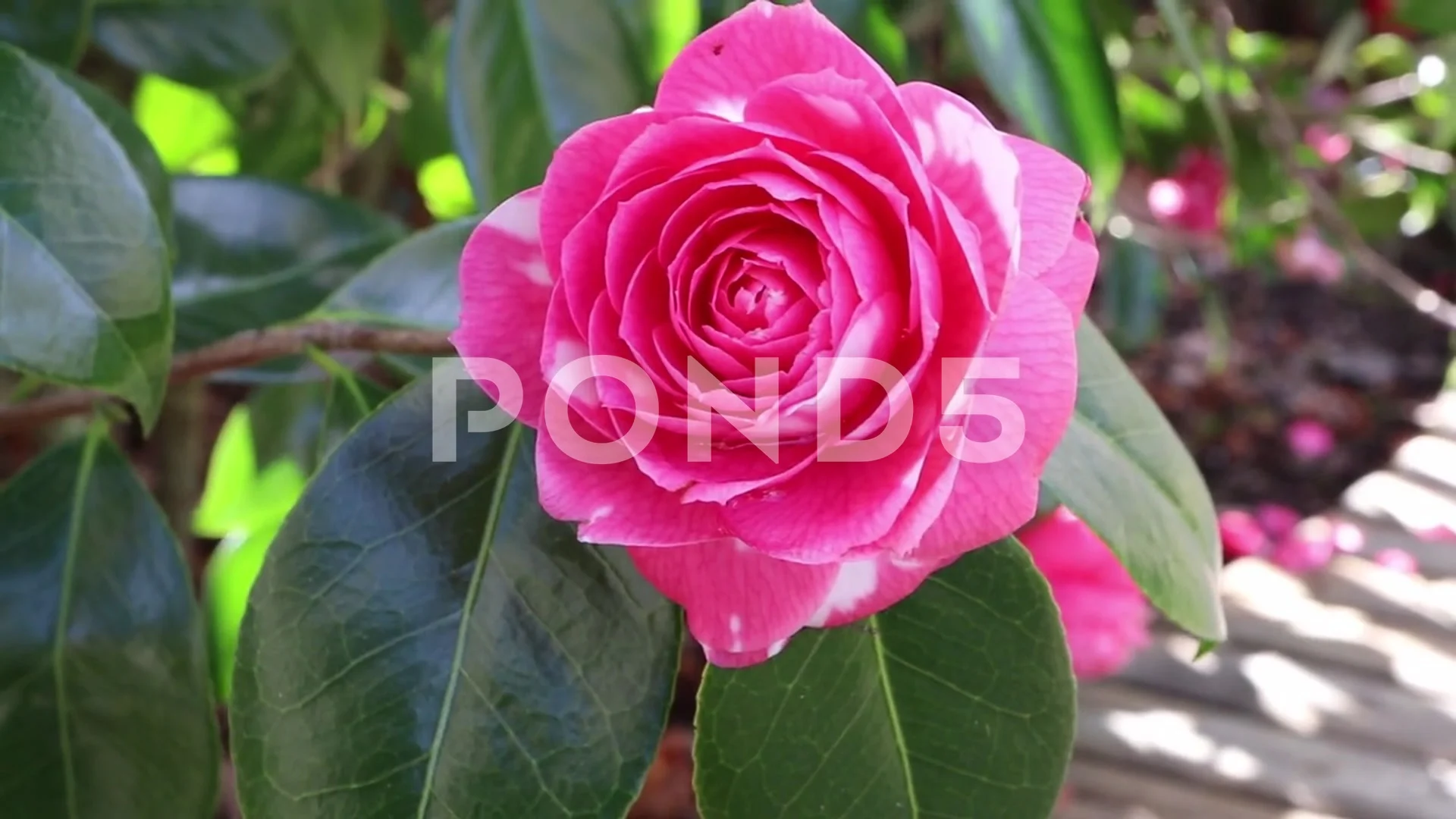 Camellia Flower Flowers Stock Footage ~ Royalty Free Stock Videos | Pond5