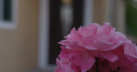 Pink Rose to Front Door Rack Focus 库存影片 90687972