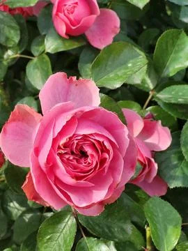 Pink Rose Front View Close Detail Stock Photos
