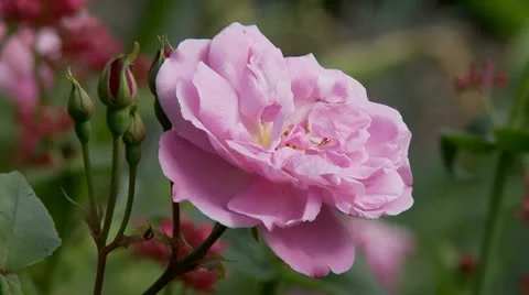 Pink Rose in Full Bloom Stock Footage 10864107