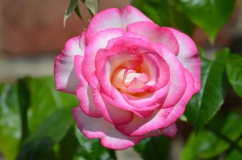 Pink rose in full bloom in a garden during summer Stock Photos