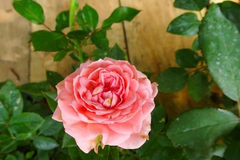 Pink Rose in Full Bloom with Rustic Wooden Background. Stock Photos