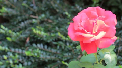 Pink Rose in a Garden 2 Video stock 24811780