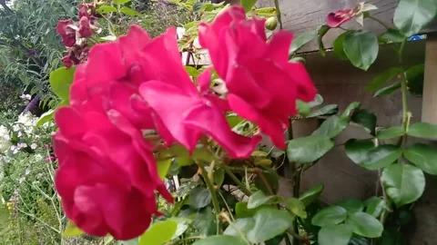 Pink Rose in a garden blowing in the wind Stock Footage 201025845