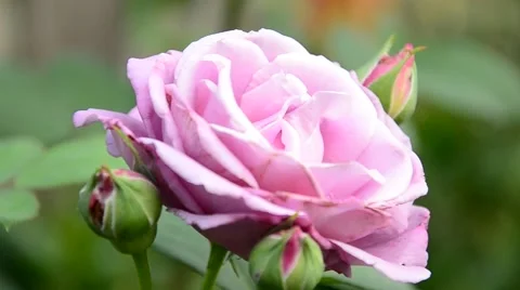 Pink rose in the garden. Stock Footage 42031674
