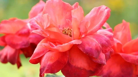 Pink rose in the garden Stock Footage 86093142