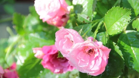 Pink rose in the garden Video stock 87906667