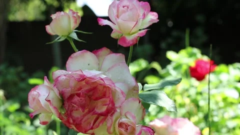 Pink rose in garden Stock Footage 173040414