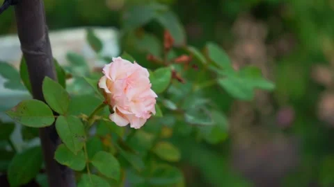 Pink rose in garden Stock Footage 246917684