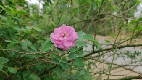 Pink rose in garden 库存影片 277134920
