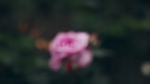 Pink rose in a garden Stock Footage 278829385