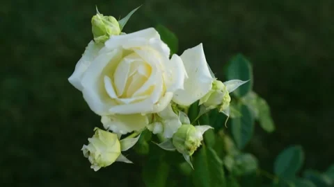 Pink Rose In Garden 库存影片 288211677