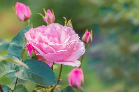 Pink rose in a garden Stock Photos
