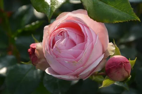 Pink rose Giardina Stock Photos