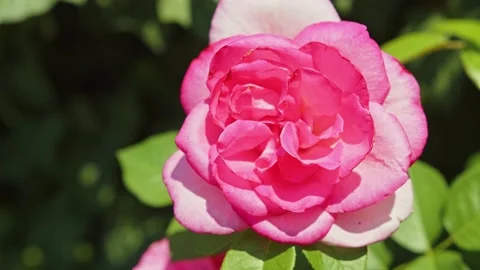 Pink rose in the graden Stock Footage 201110228