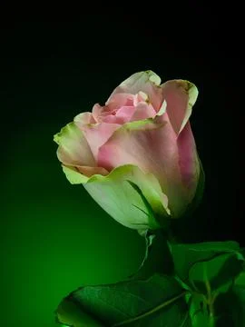 Pink rose on gradient background, front view Stock Photos
