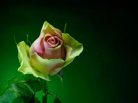 Pink rose on gradient background, front view Stock Photos