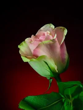 Pink rose on gradient background, front view Stock Photos