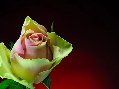 Pink rose on gradient background, front view Stock Photos