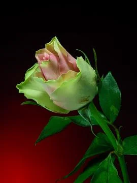 Pink rose on gradient background, front view Stock Photos