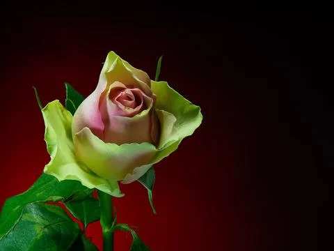 Pink rose on gradient background, front view Stock Photos