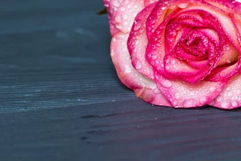 Pink rose with gradient, background, macro, on the wooden grey table Stock Photos
