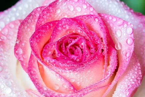 Pink rose with gradient, soft style, macro, with water drops Stock Photos