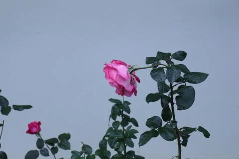 Pink rose with gray background Stock Photos