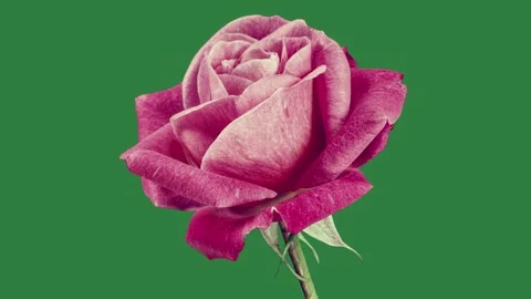 A pink rose on green background and single screen motion frame design Stock Footage 336189084