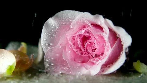 Pink rose on ground with water drops in rain Stock Footage 332279191