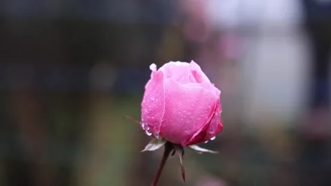 A pink rose grows with raindrops 库存影片 308033847