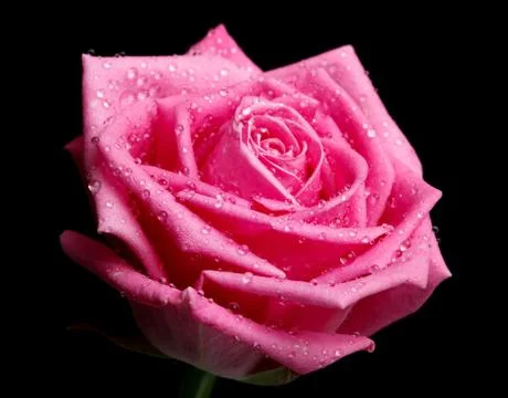 Pink rose head isolater on black background Stock Photos
