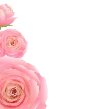 Pink rose Stock Illustration